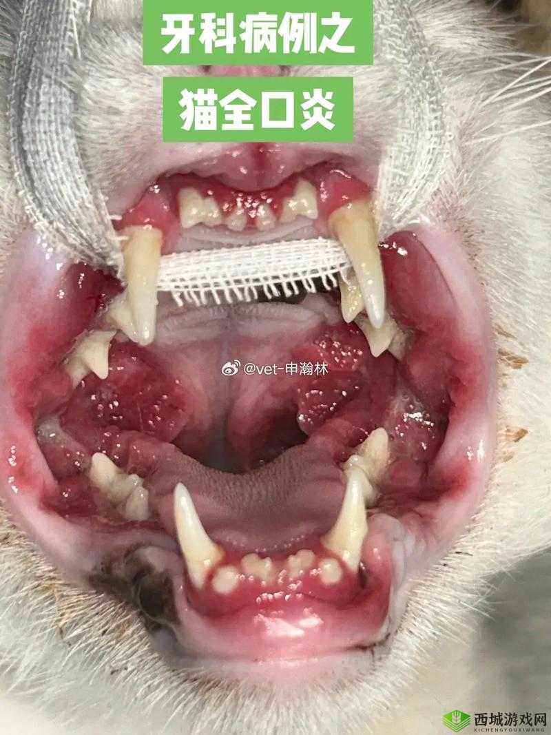 猫口嘴上挂粘液还臭的原因及处理方法，宠物主人必看的健康指南